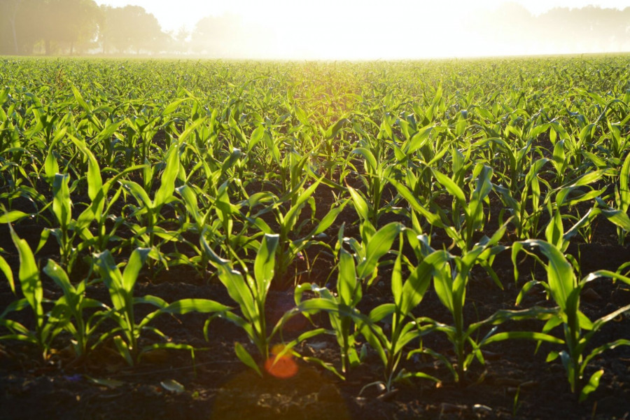 La gestión de los recursos hídricos es fundamental para una agricultura sostenible. Foto ESA