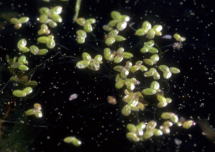 Lenteja de agua. Foto USFS