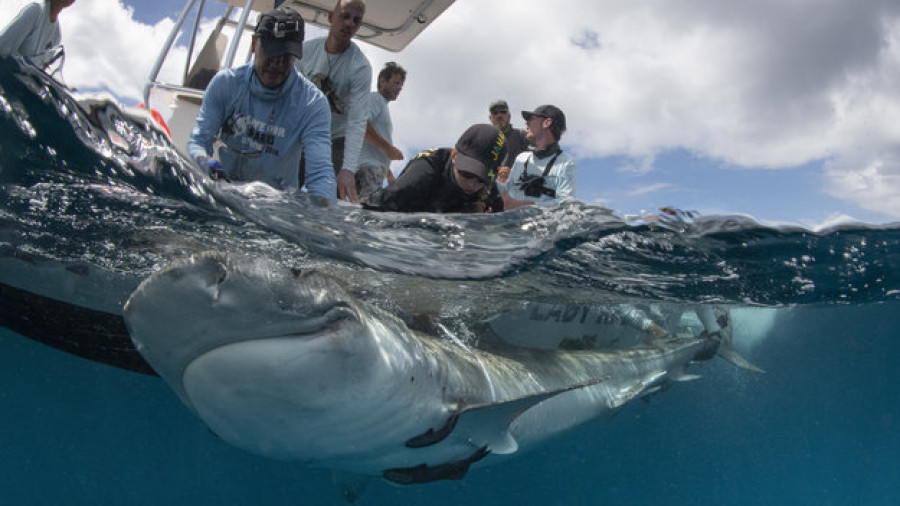 Tiburones tigre etiquetados. Foto ESA.