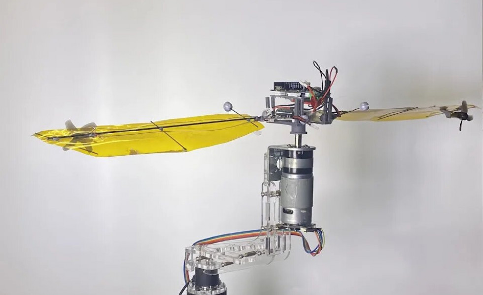 China diseña un dron inspirado en las semillas de un arce para consumir menos energía