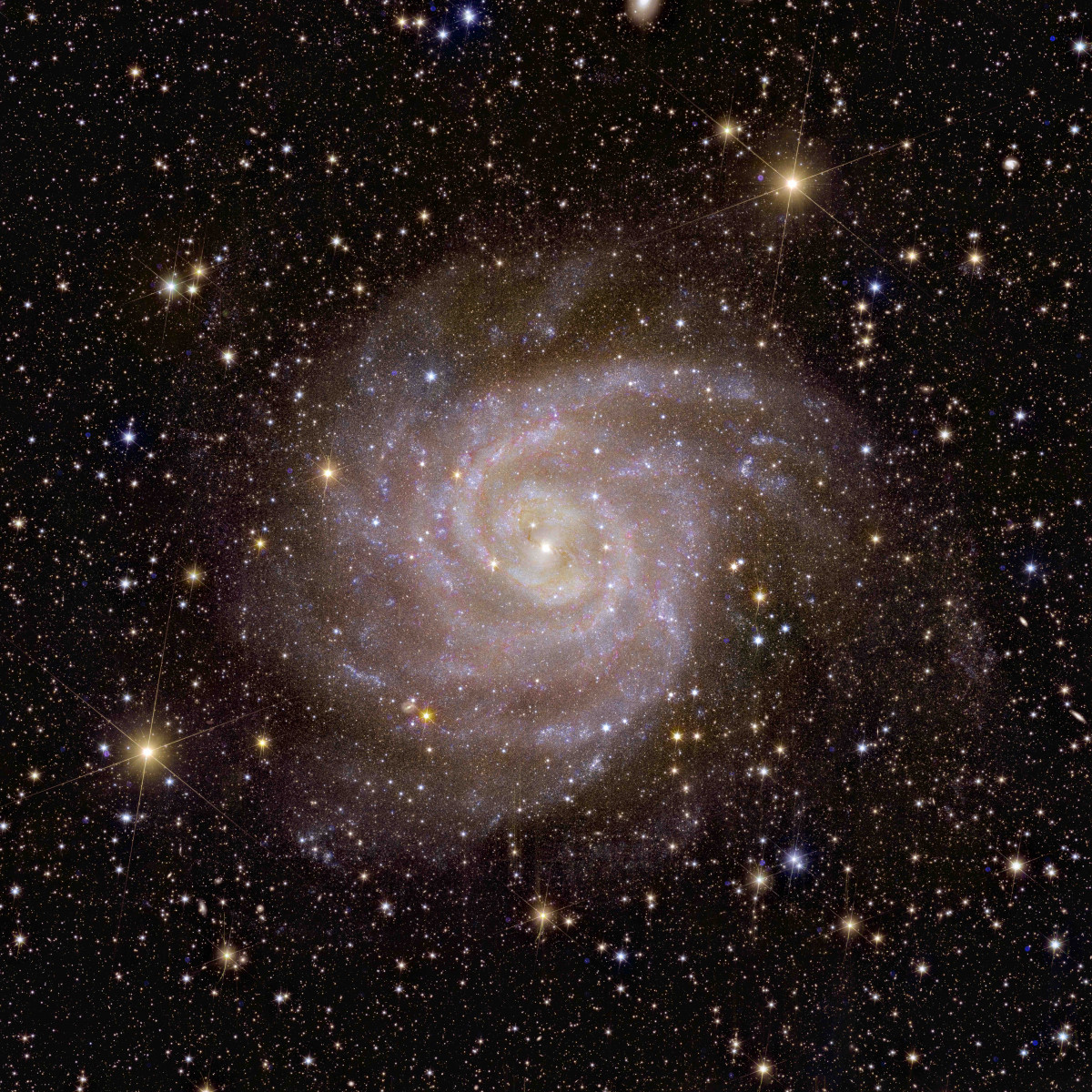 Euclid s view of spiral galaxy IC 342